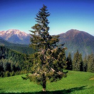 На неделю в Закарпатье из Одессы