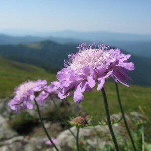 На неделю в Закарпатье из Одессы