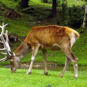 Майские праздники в Карпатах из Одессы